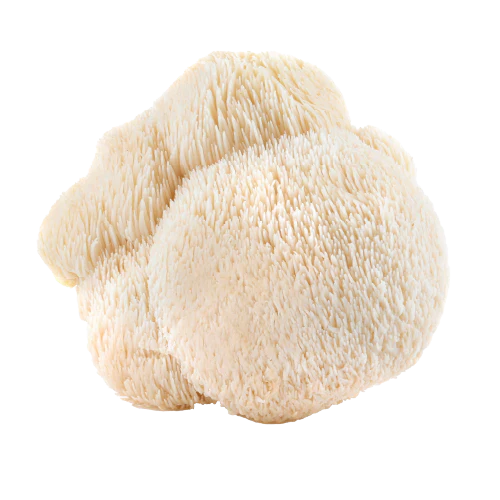 Lion's Mane
